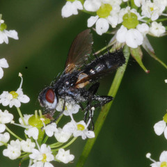Phyllomya volvulus