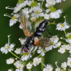 Phyllomya volvulus