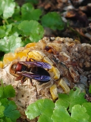 Vespa basalis