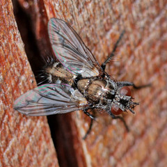 Periscepsia spathulata