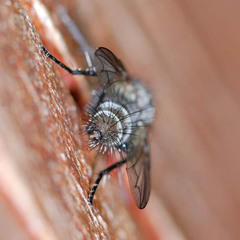 Periscepsia spathulata