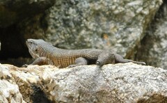 Matobosaurus validus