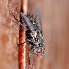 Periscepsia spathulata