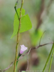 Ipomoea grandifolia