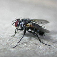 Thelaira nigripes