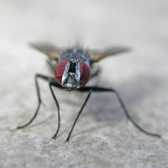 Thelaira nigripes