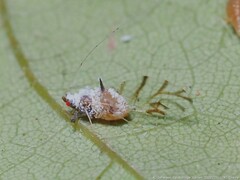 Drepanaphis keshenae