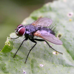 Thelaira nigripes