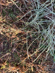 Digitaria sanguinalis