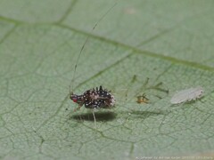 Drepanaphis carolinensis