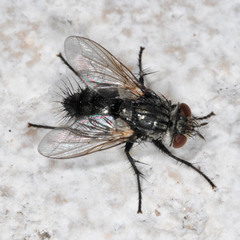 Voria ruralis