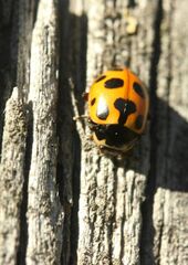 Ceratomegilla notata