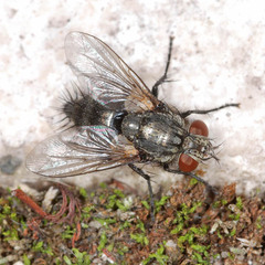 Voria ruralis