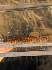 Umbra limi