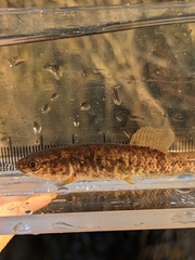Umbra limi