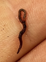 Eisenia fetida