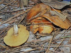 Suillus salmonicolor