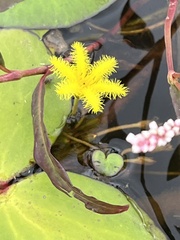 Nymphoides thunbergiana