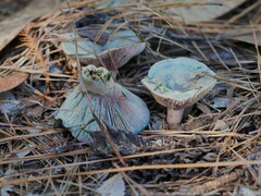 Lactarius chelidonium