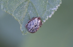 Dermacentor marginatus