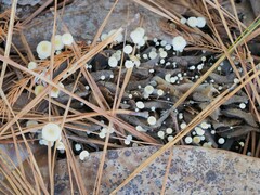 Strobilurus conigenoides