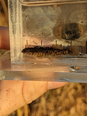 Umbra limi