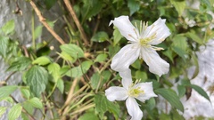 Clematis montana