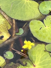 Nymphoides thunbergiana