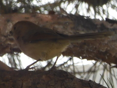 Sinosuthora webbiana
