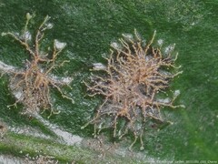 Cephaleuros virescens