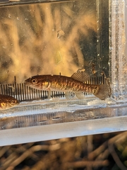 Umbra limi