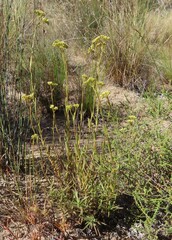 Crassula cymosa
