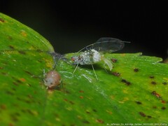 Drepanaphis acerifoliae