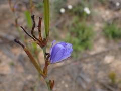 Aristea simplex
