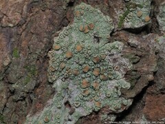Lecanora hybocarpa