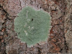 Lecanora hybocarpa