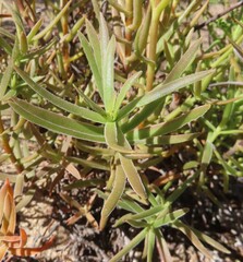 Crassula cymosa