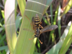 Polistes chinensis