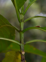 Tarenna dallachiana