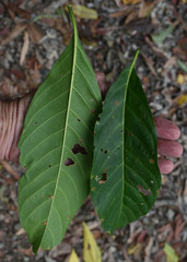 Tarenna dallachiana