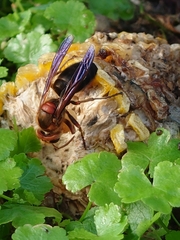 Vespa basalis