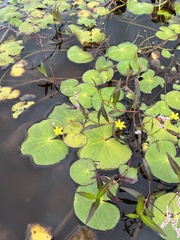Nymphoides thunbergiana