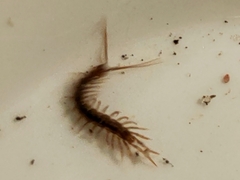 Lithobius forficatus