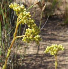 Crassula cymosa