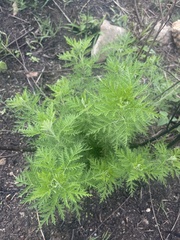 Artemisia afra