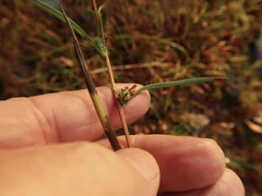 Eurybia hemispherica