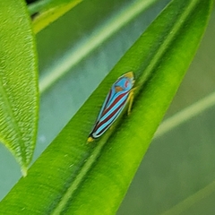 Graphocephala