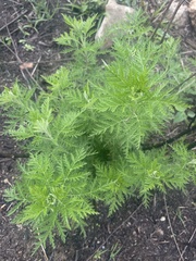 Artemisia afra