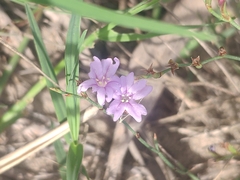 Limonium ramosissimum