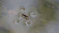 Limnometra